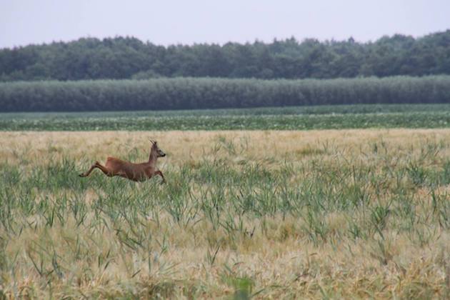 Fotoalbum de Lindehof