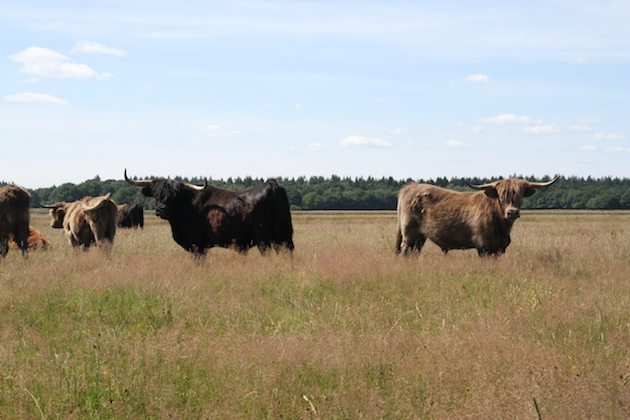 Fotoalbum de Lindehof