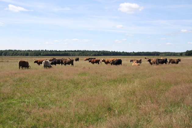 Fotoalbum de Lindehof