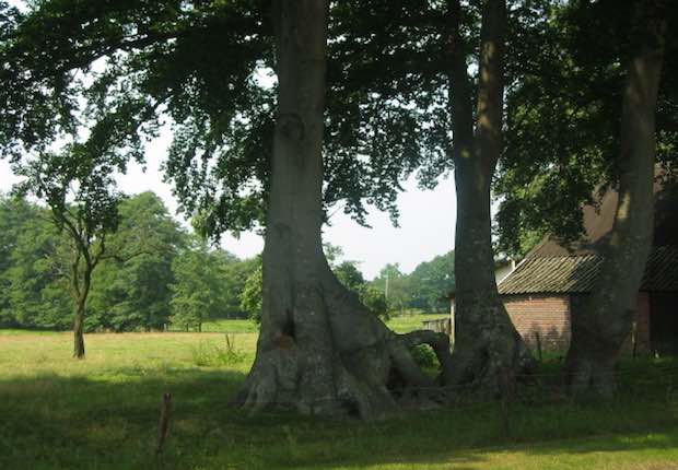 Fotoalbum de Lindehof