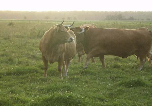 Fotoalbum de Lindehof