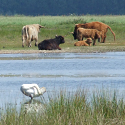 Natuurgebied Geeserstroom