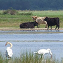 Wandelen nabij de Geeserstroom